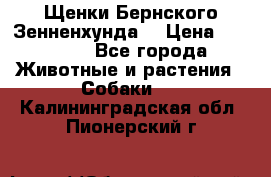 Щенки Бернского Зенненхунда  › Цена ­ 40 000 - Все города Животные и растения » Собаки   . Калининградская обл.,Пионерский г.